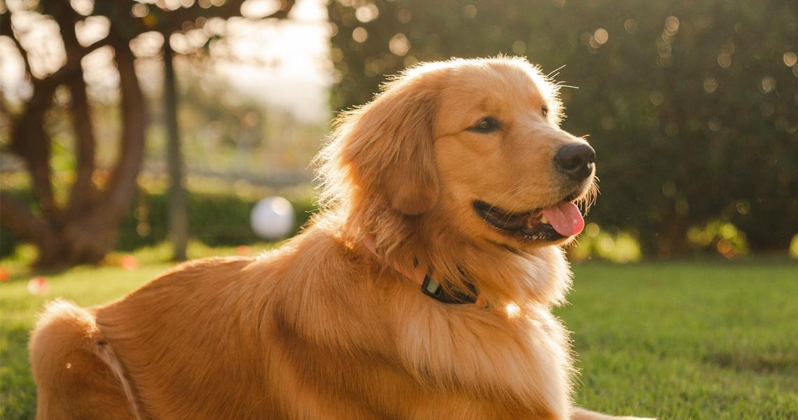 Alimentação natural para cachorro rangaut