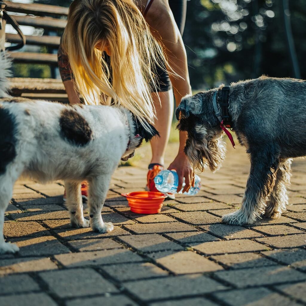 Soro caseiro para cães