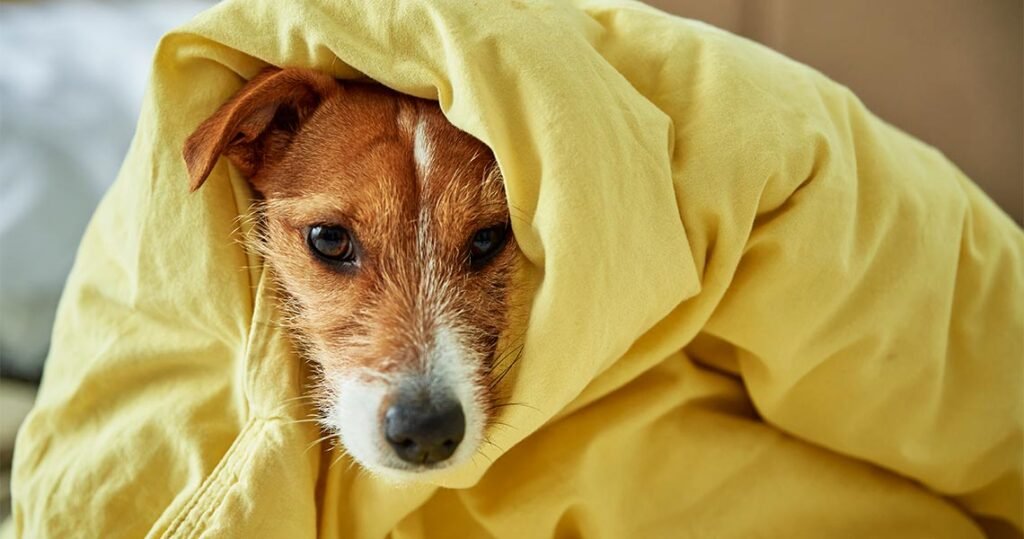 Cachorro não quer comer