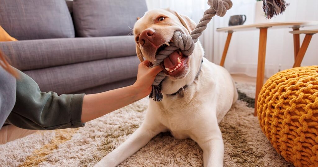 5 Brincadeiras com cachorro para fazer em casa