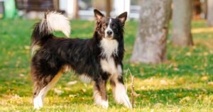 Border Collie e alimentação natural para caes