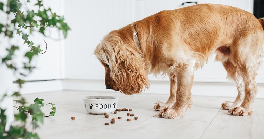 Quantas vezes meu cachorro pode comer por dia?