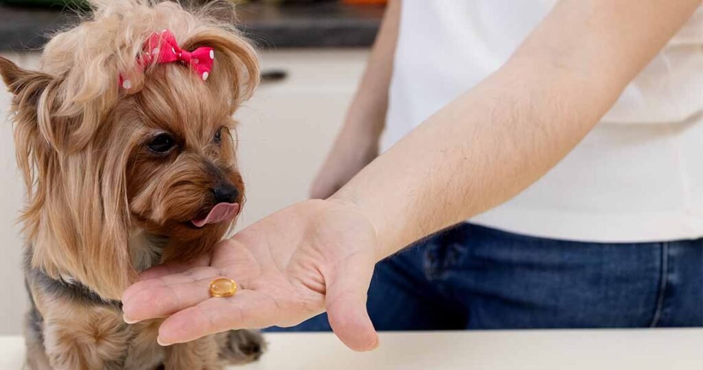 como dar remedio para cachorro