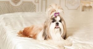 shih tzu guia da raca rangaut alimentacao natural para caes