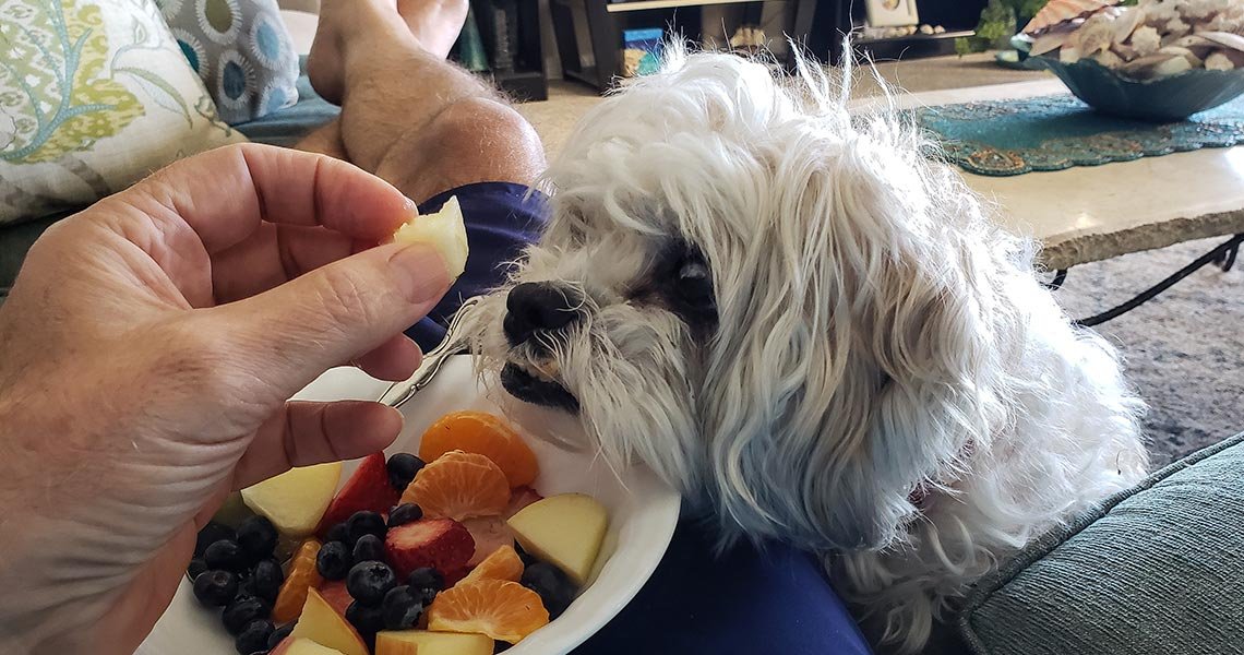 Dez frutas para meu cachorro comer e seus benefícios