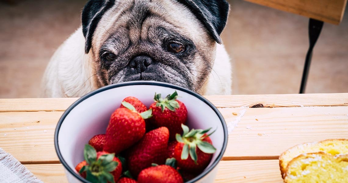 cachorro pode comer morango - rangaut - alimentação natural para cachorro